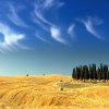 Cypresses in Val d'Orcia