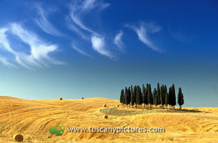 Cypresses in Val d'Orcia